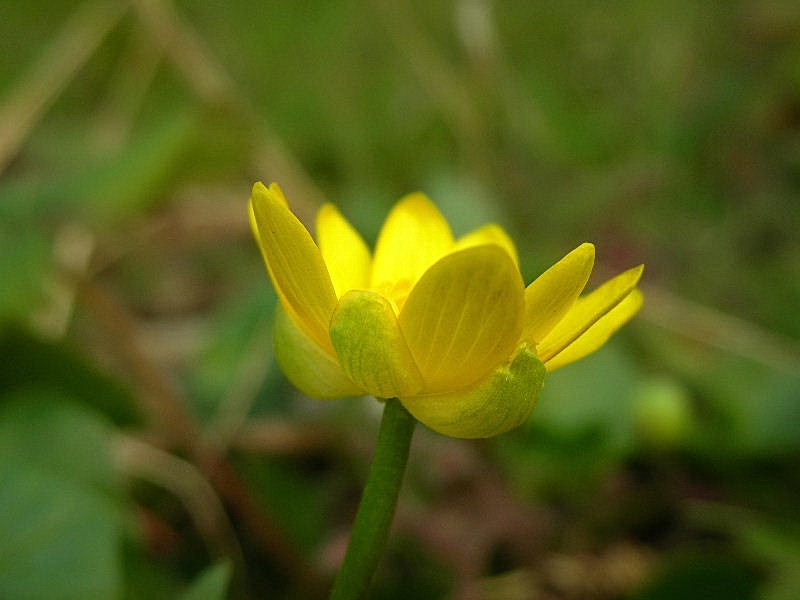 Ficaria verna (ex Ranunculus ficaria)